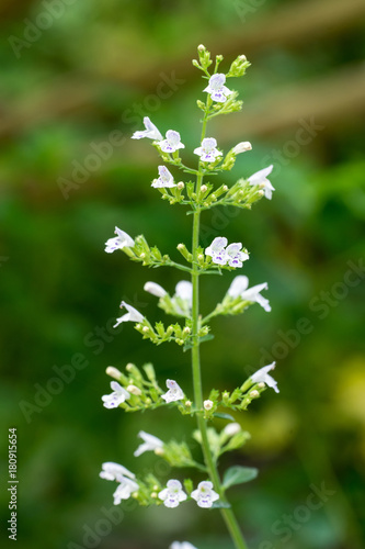 Closeup of Lesser Calamint (Clinopodium nepeta, syn. Calamintha nepeta) II
