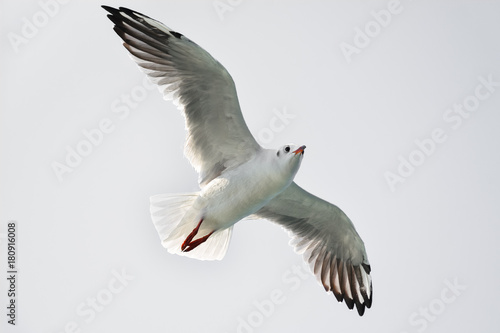 Seagull in flight isolated on white background, bottom view