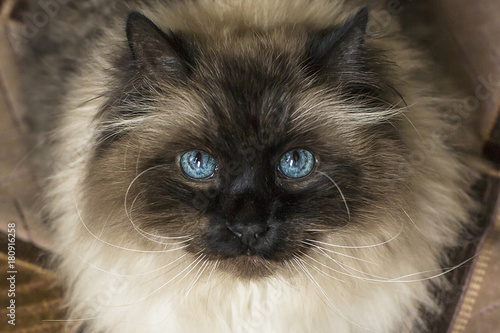 A blue eyed cat looking at you. photo