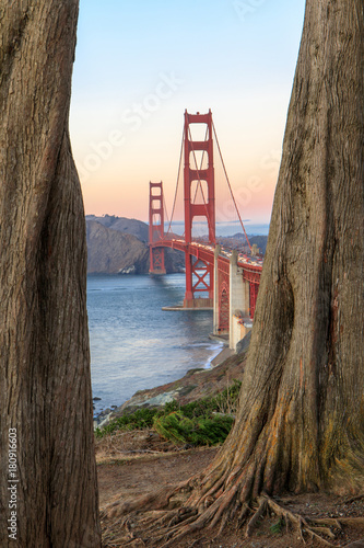 Golden Gate Bridge Through Cypress Trees. California Coastal Trail, The Presidio, San Francisco, California, USA.