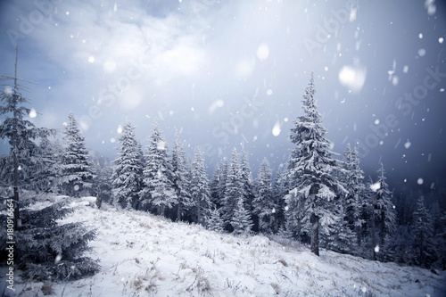 Trees covered with hoarfrost and snow in winter mountains - Christmas snowy backgroundic holiday background © erika8213