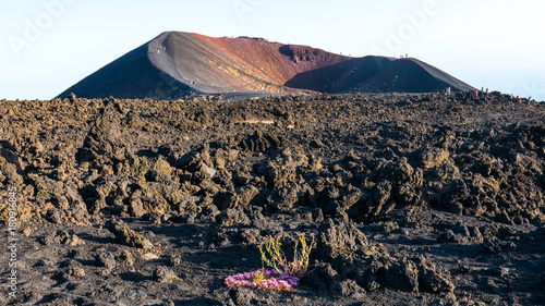 SICILY, CATANIA, MOUNT ETNA, active volcano of Sicily, still erupting, with its iron colors and lunar environment, still gives chanche to some flowers to grow. photo