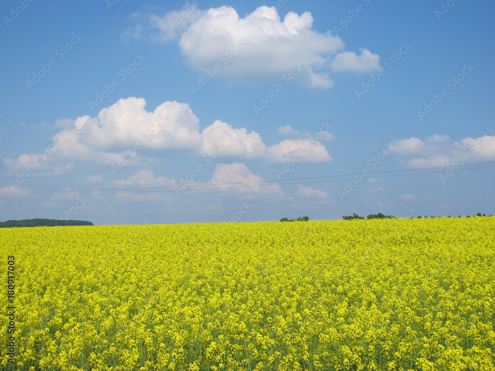 Rapsfeld mit Wolkenhimmel Rapsfeld mit Wolkenhimmel