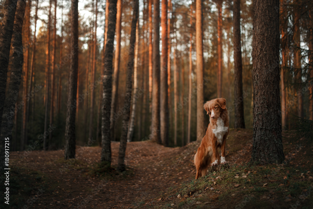 Dog Nova Scotia duck tolling Retriever in the woods under a tree