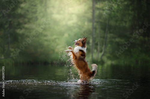 Fotografiet Dog border collie standing in the water