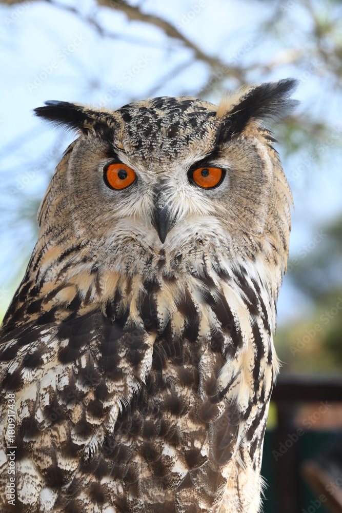 Fototapeta premium Portrait of an Eurasian eagle-owl
