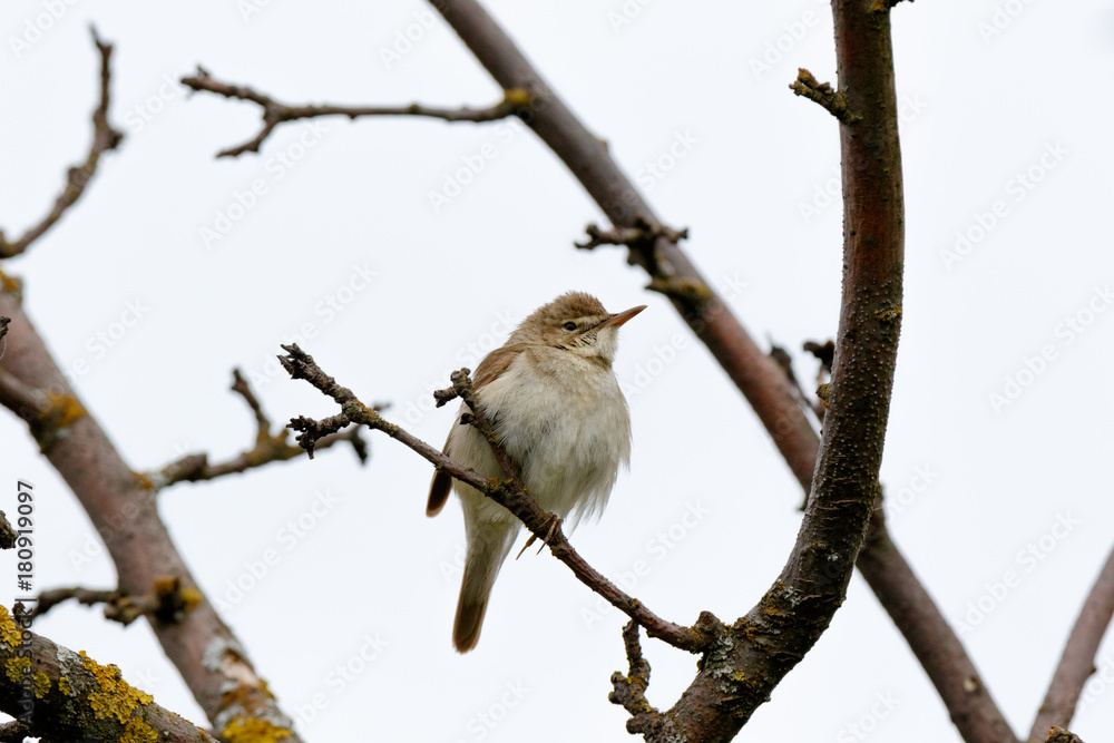 Blyth's Reed Warbler (Acrocephalus dumetorum). Blyth's Reed Warbler (Acrocephalus dumetorum).