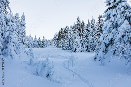 The tips of trees on a mountain covered with snow. Winter landscape with conifers coated with snow. © murmakova
