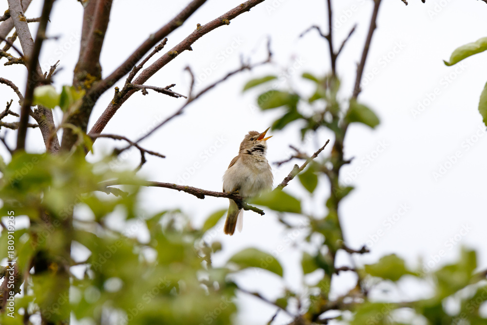 Blyth's Reed Warbler (Acrocephalus dumetorum). Blyth's Reed Warbler (Acrocephalus dumetorum).