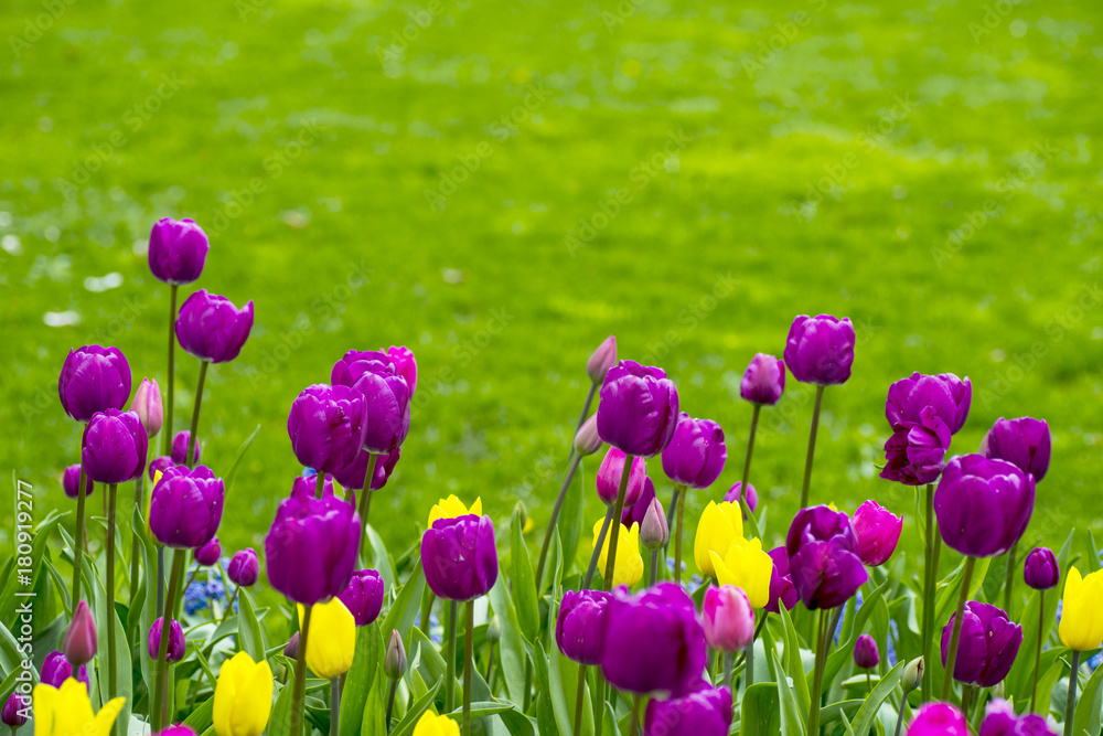 Tulips Tulips