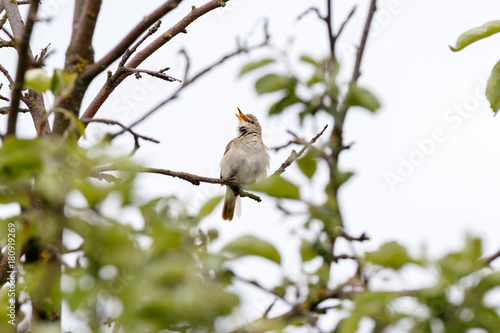 Blyth's Reed Warbler (Acrocephalus dumetorum).