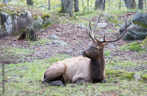 Elk canada