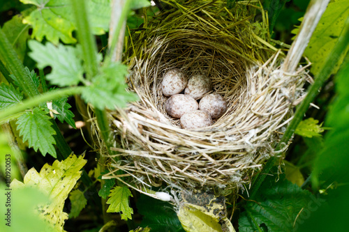Acrocephalus dumetorum. The nest of the Blyth's Reed Warbler in nature.
