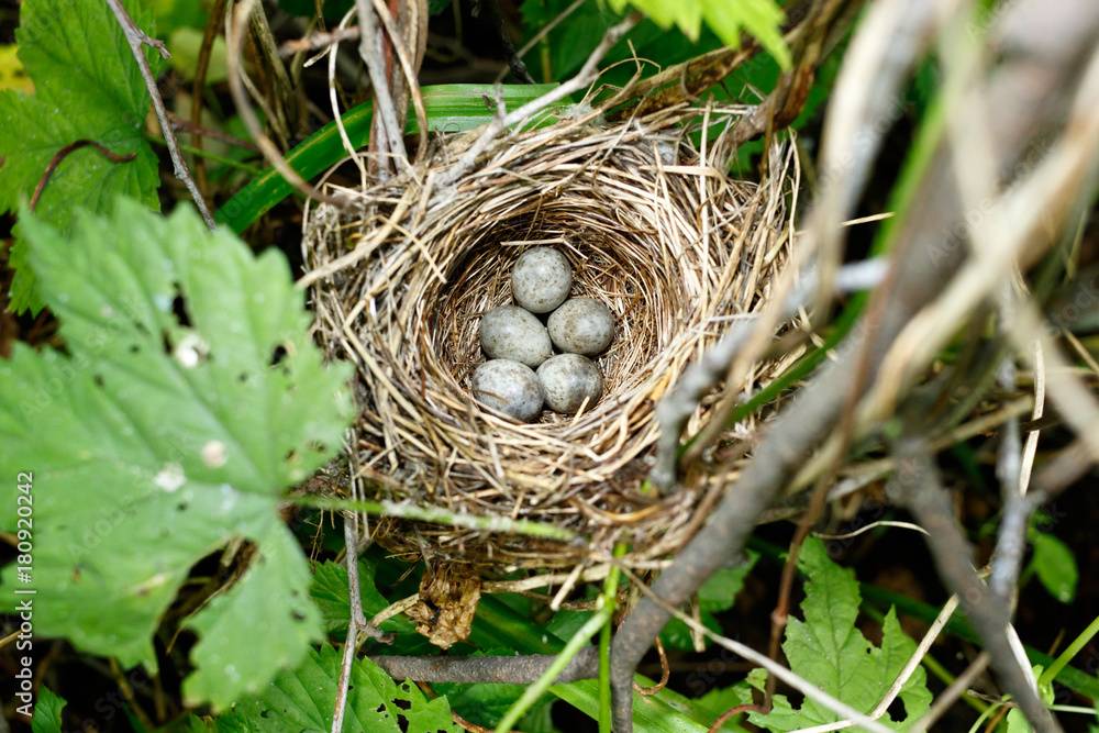 Acrocephalus dumetorum. The nest of the Blyth's Reed Warbler in nature. Acrocephalus dumetorum. The nest of the Blyth's Reed Warbler in nature.