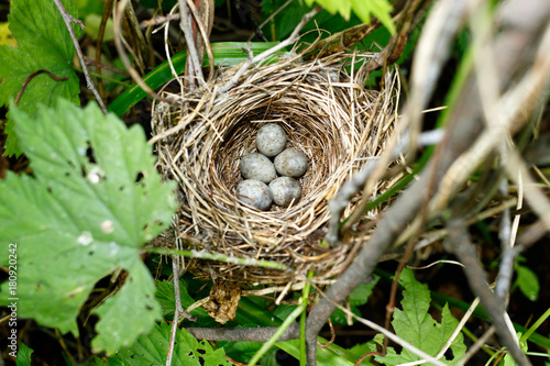 Acrocephalus dumetorum. The nest of the Blyth's Reed Warbler in nature.