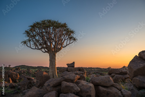 Canvastavla The quiver tree, or aloe dichotoma, Keetmanshoop, Namibia