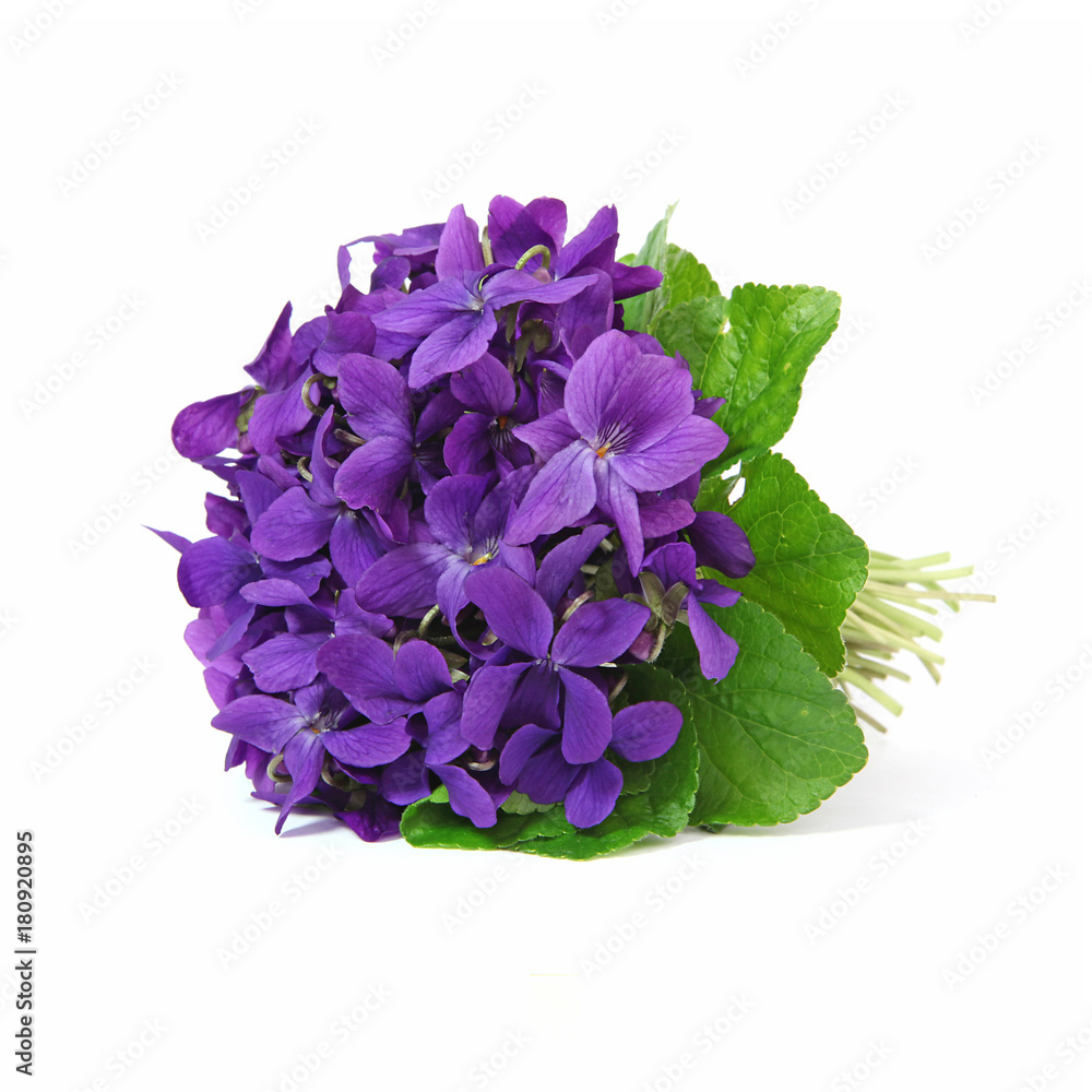 Bouquet de violettes Stock Photo | Adobe Stock