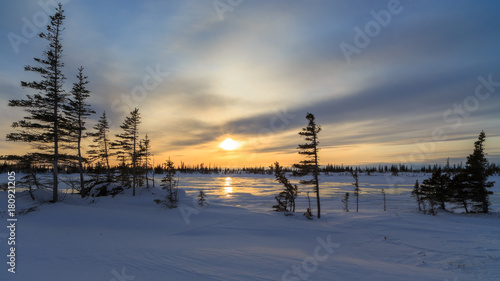 Flag Tree Arctic Sunset