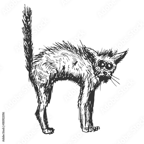 Old black cat in hand drawn vintage style. Sketch vector illustration isolated on white background.