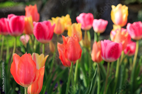 Tulip Garden
