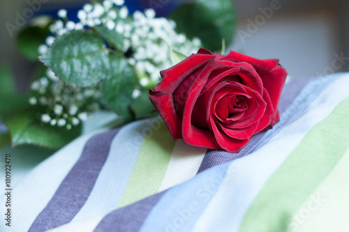 Petals and blossom of red rose isolated with blurry background.