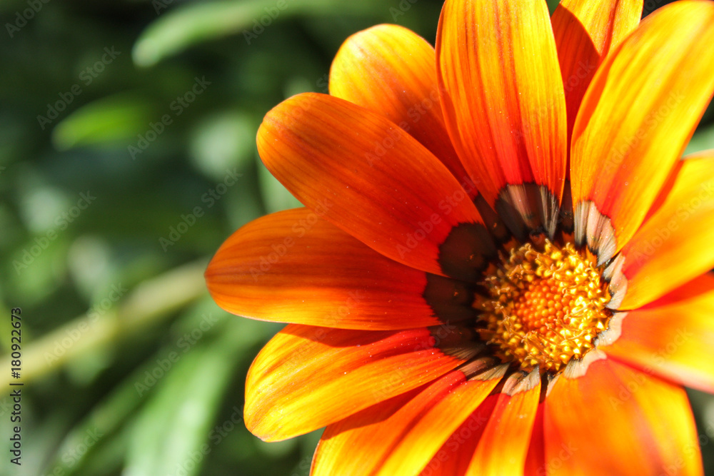 Close up of flower daisy with orange petals and blurry background Close up of flower daisy with orange petals and blurry background