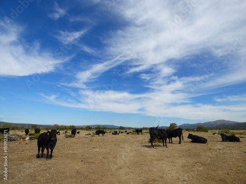 Toros de lidia , toro bravo en campo de Salamanca, España