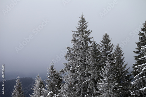Frozen winter forest and sky in fog