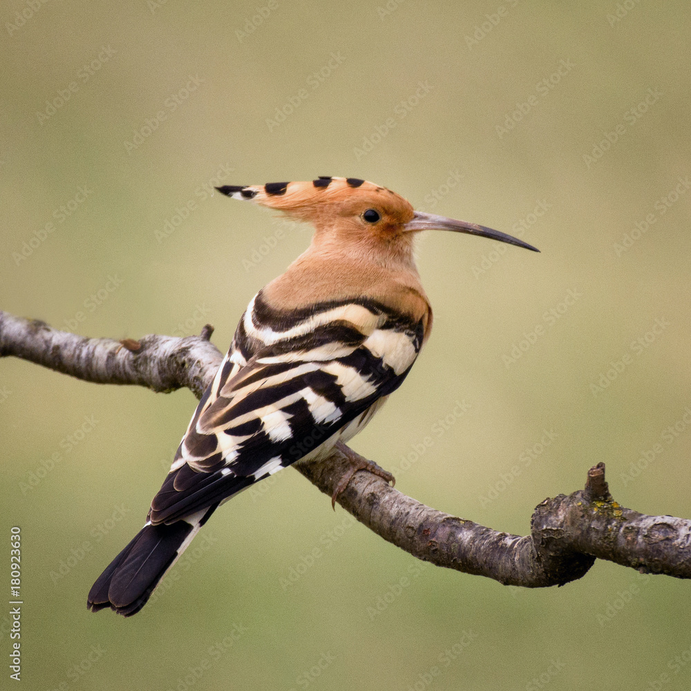 Hoopoe (Upupa epops) sitting on a stick on a beautiful background Hoopoe (Upupa epops) sitting on a stick on a beautiful background