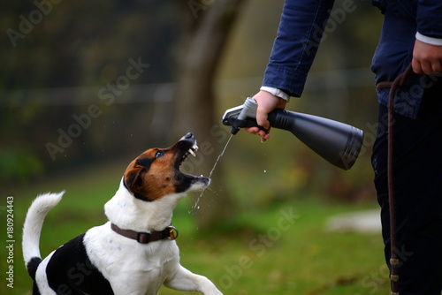 Angriff ist die Beste Verteidigung, kleiner Terrier versucht in Wasserstrahl zu beißen photo