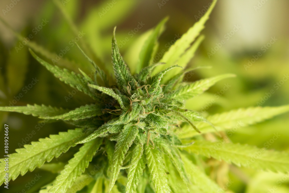Marijuana plant frontal - Marihuana cogollo de punta Marijuana plant frontal - Marihuana cogollo de punta