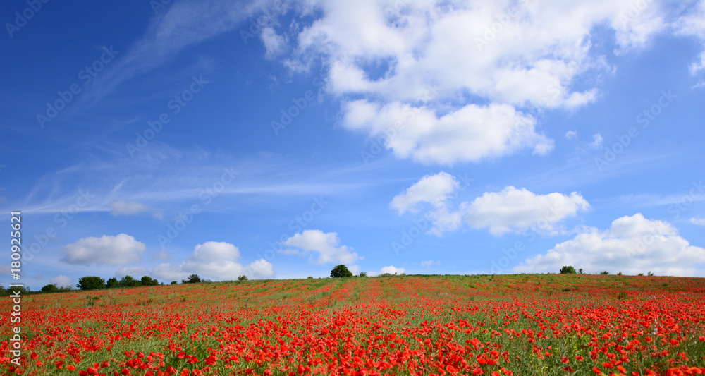 Naklejka premium Summer landscape with poppy fields