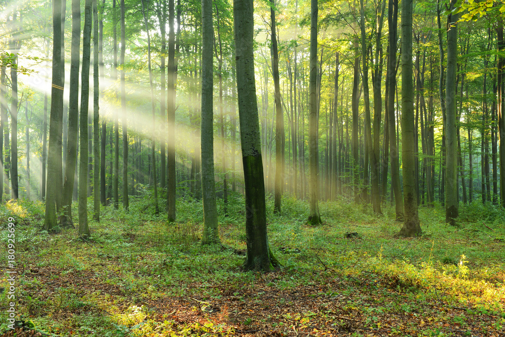 Fototapeta premium Poranek w lesie