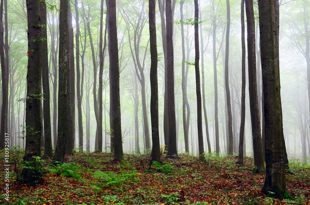 Obraz premium Mglisty las