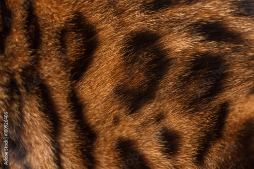 Bengal cat skin