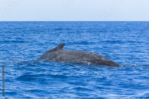 Humpback whale swimming in the Pacific Ocean  back of the whale diving   