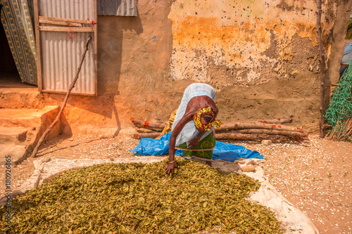 Old woman drying sort of tear herbs in a village from Senegal