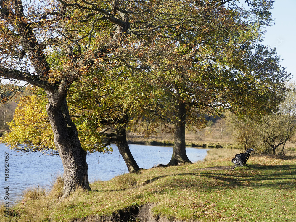 Fototapeta premium Longmore Pool, Sutton Park