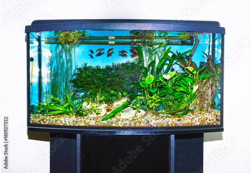 Canvas Print close up of aquarium tank full of fish