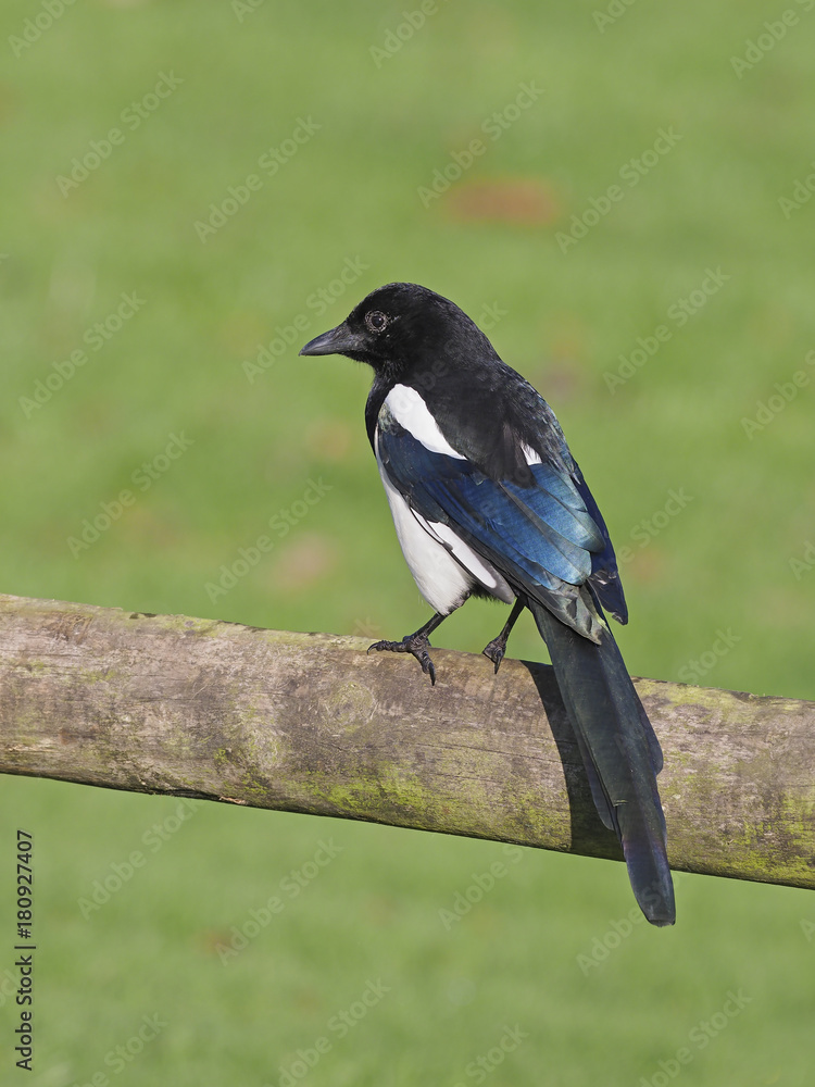 Fototapeta premium Magpie, Pica pica