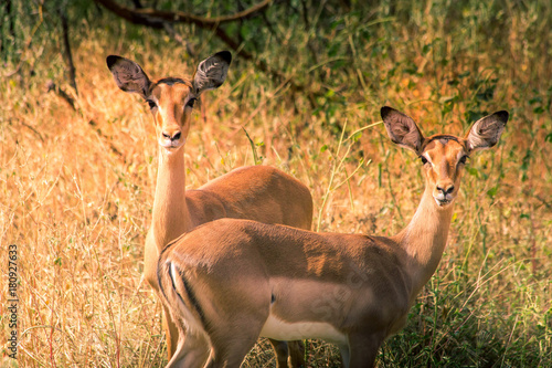 Antelope group is watching at photograph during a safari