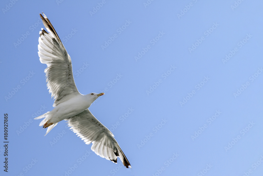 Fototapeta premium A flying seagull on the background blue sky.