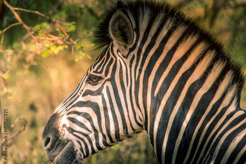 Zebra closeup - Safari in Senegal