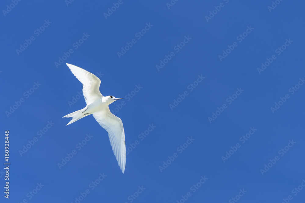 White tern, beautiful white bird flying in blue sky, peace symbol
White tern, beautiful white bird flying in blue sky, peace symbol