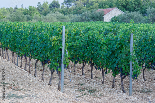 Vineyard with ripe grapes in countryside.