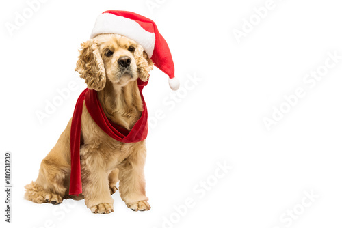 American cocker spaniel with Santa's cap in front of white background, studio shot. Copy space.