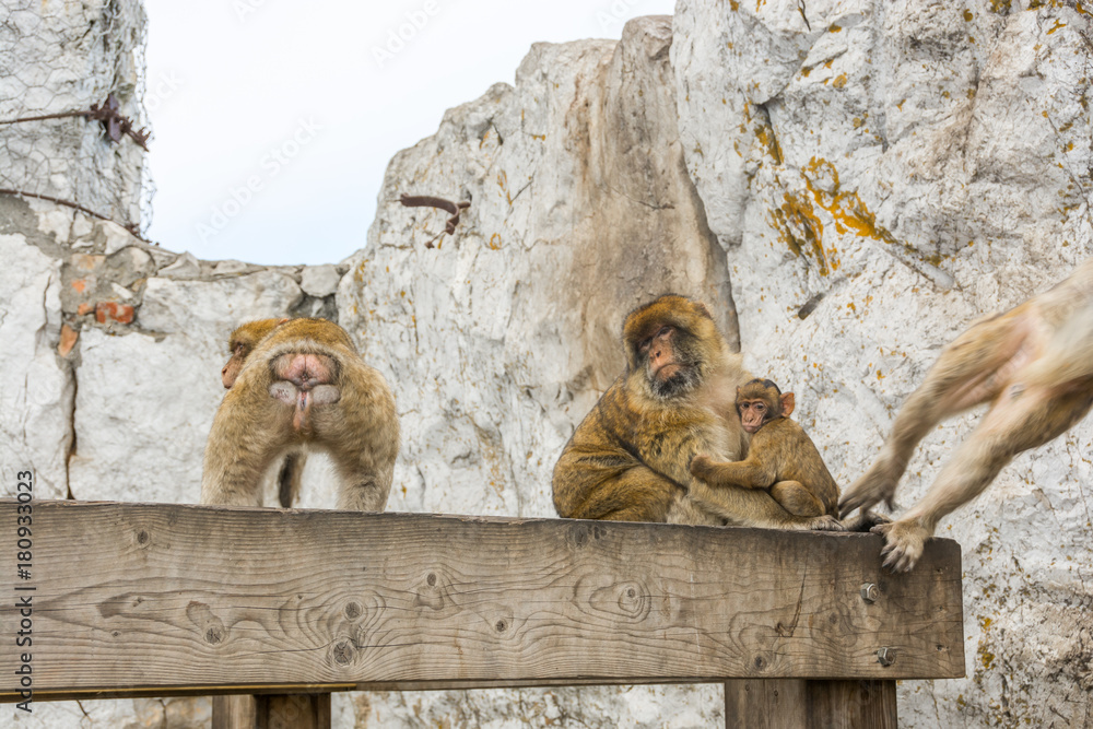 Obraz premium Gibraltar monkey on upper rock