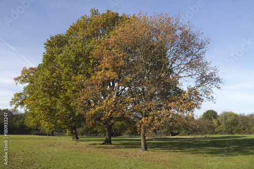 фотография Autumn Trees in Wickford Memorial Park, Essex, England