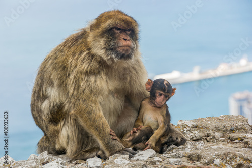 Gibraltar monkey on upper rock