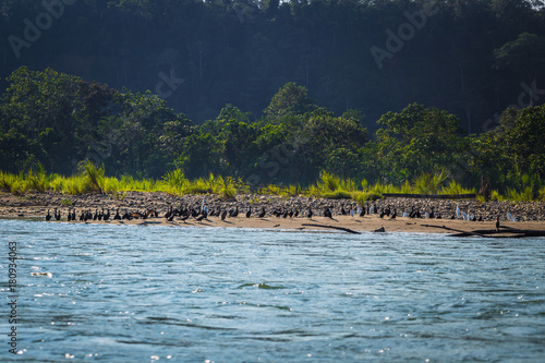 Manu National Park, Peru - August 06, 2017: Birds in the Amazon rainforest in Manu National Park, Peru photo